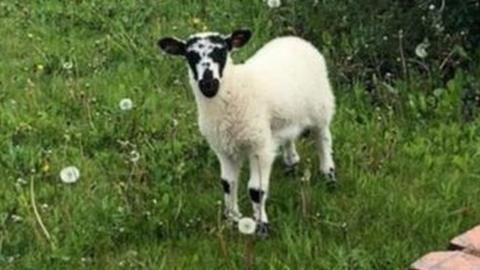 One of the lambs in a garden in Sunderland