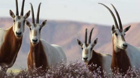 Four oryx in the wild. There are flowers in front of them and mountains at the background.