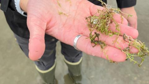 New Zealand Pigmyweed in hand