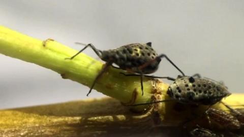 Two giant willow aphids