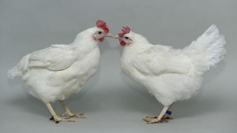 Bird Flu resistant Chickens