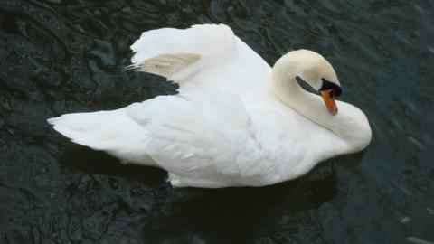 A swan in the Brundon Lane area of Sudbury