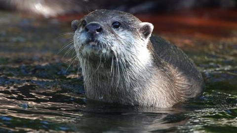 Otter in water