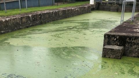 Blue green algae in the River Bann