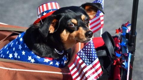 A dog is pictured in a trailer wearing an American flag garment and a small patriotic striped hat