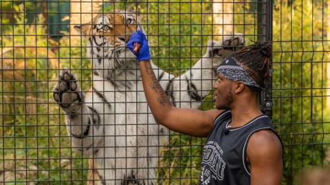 KSI feeding a tiger at Paradise Wildlife Park