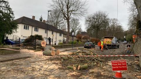 The tree on Endcliffe Vale Road