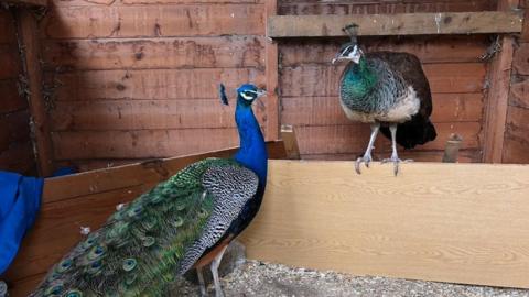 Peacocks in Marehay, in Ripley, Derbyshire