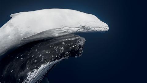 a picture of a humpback whale calf and her mother in the water