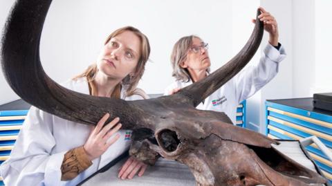 Two female scientists looking at a large animal skull with horns 