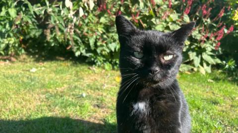 A black cat is looking at the camera. It has tufts of white fur on its chest. It is sitting on a lawn and there are shrubs and flowers behind