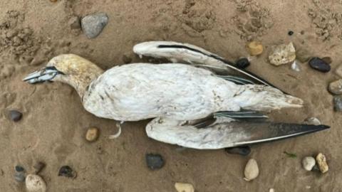 Dead sea bird