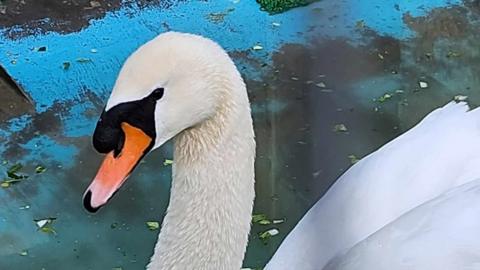 A picture of the injured swan