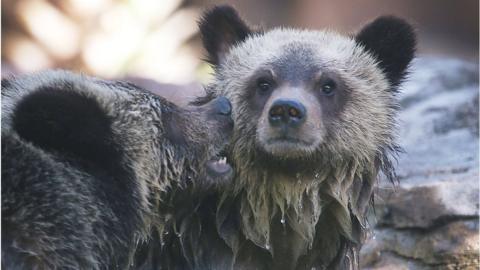 Grizzly bear cubs play