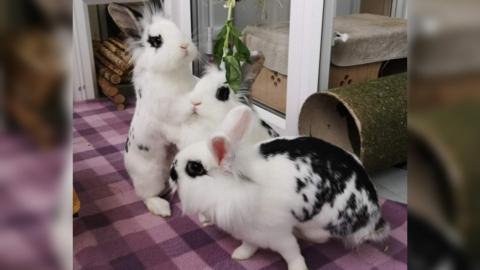 Three stray rabbits