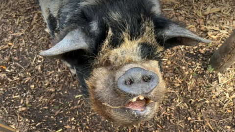 Porky the pig
