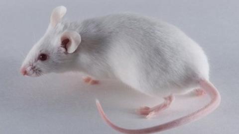 A white lab mouse