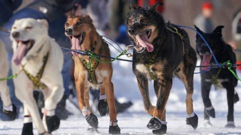 dogs pass spectators