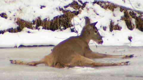 A deer trapped on the ice