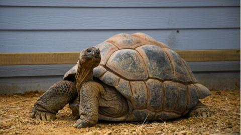 Twiggy the Aldabra tortoise