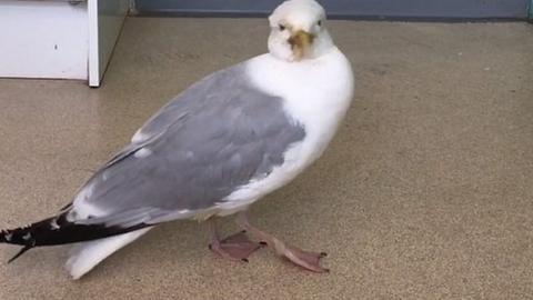 RSPCA officials say rescued "disoriented and confused" birds seem to recover after vomiting.