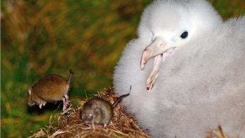 Mice attacking an albatrosses chick on the Island of Gough in the South Atlantic