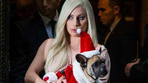 Lady Gaga carries one of her dogs