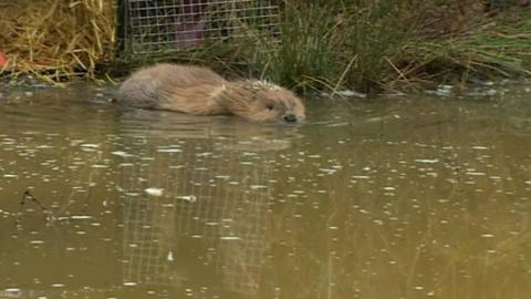 Beaver release