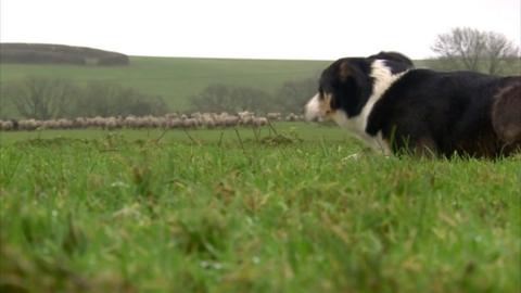 Attacks in the south west cost around 185,000 pounds last year. The increase in attacks is thought to be linked with new dog owners exploring the countryside during the pandemic.