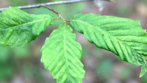 Leaf displaying the symptoms of Beech Leaf Disease