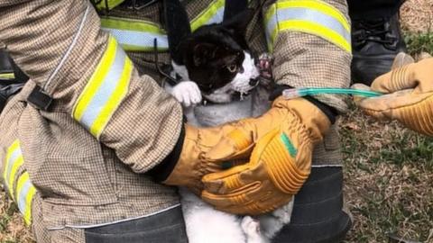 A cat being given oxygen by a firefighter in Houghton Regis