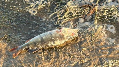 A large silvery grey fish with a pinkish tail has been washed up on a sandy shore