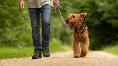 dog on lead