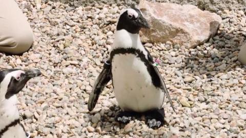 The San Diego Zoo penguin suffers from a chronic foot disease, but is being helped by new boots.