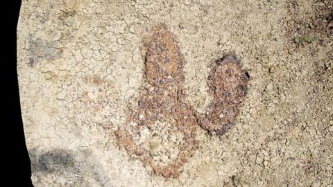 Tyrannosaurus footprint