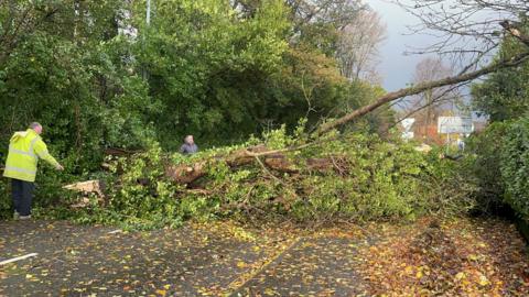 A fallen tree in Newcastle blocks a road