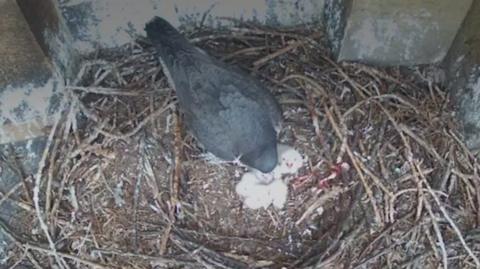 The newborn chicks are nestled in the university's Gilbert Scott Tower