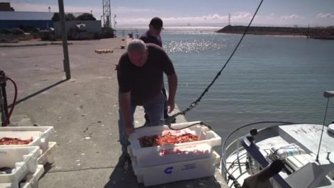 Shellfish die offs Hartlepool