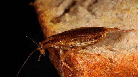 Stock image of cockroach on bread