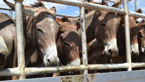 Donkeys being transported for slaughter