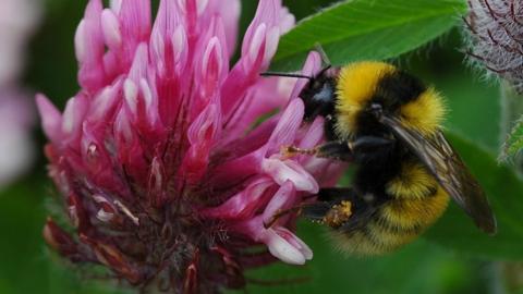 Great yellow bumblebee