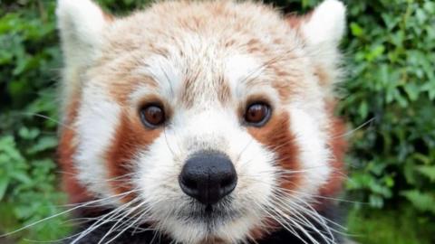 Kush the red panda