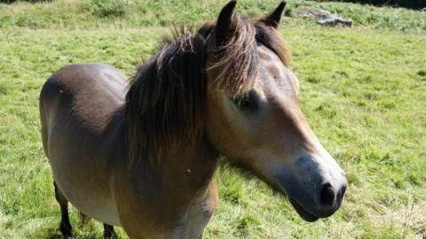 Exmoor pony