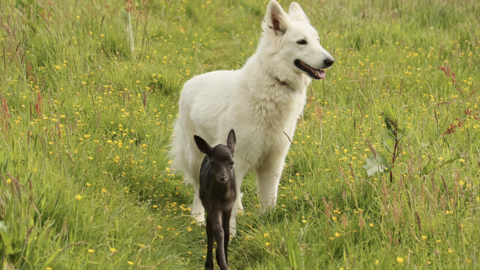 Milly in the field with one of the dogs