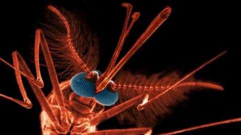 Close up of mosquito