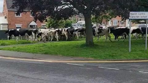 Cows wandering through street