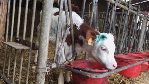 A cow in a cow shed close to the source of the Seine in eastern France