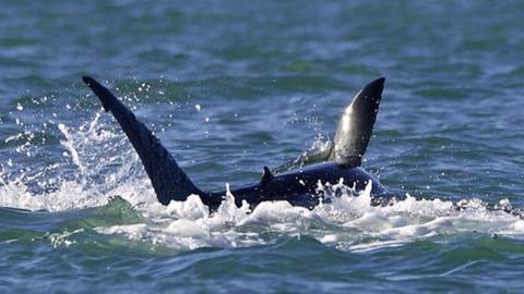 Orca attacking shark