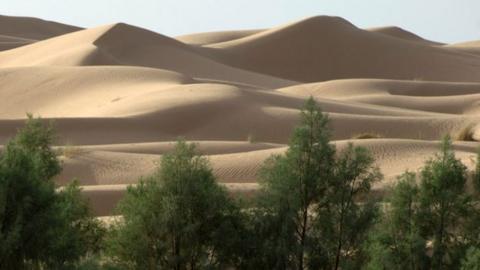 Trees growing near the Sahara desert