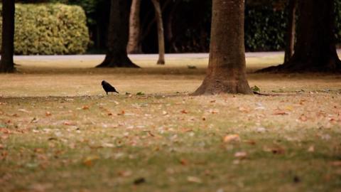 A dry park with a crow in the middle
